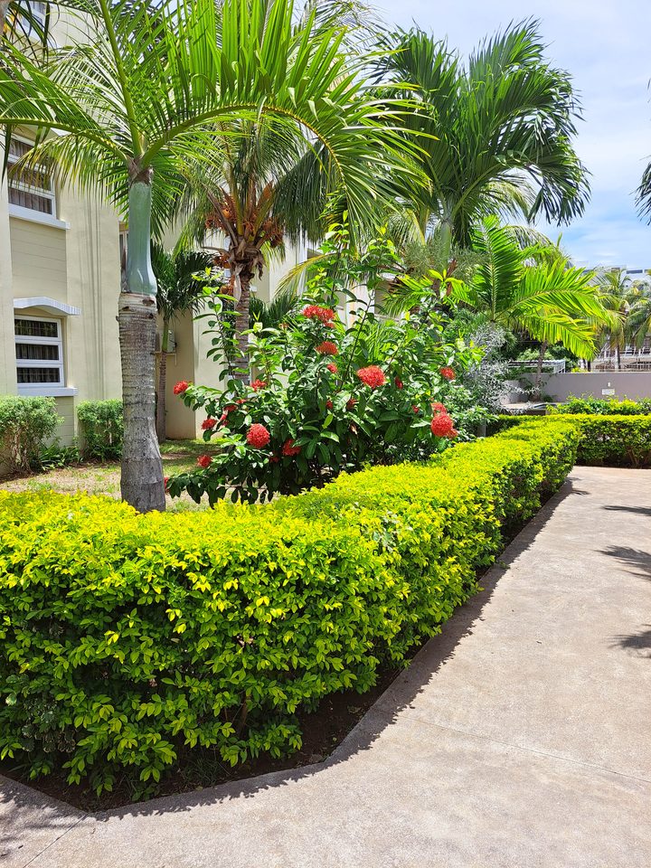 Palms and manicured hedges